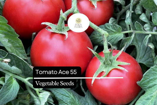 Tomato Ace 55 Seeds (100mg) | Heirloom, Low-Acid & Non-GMO