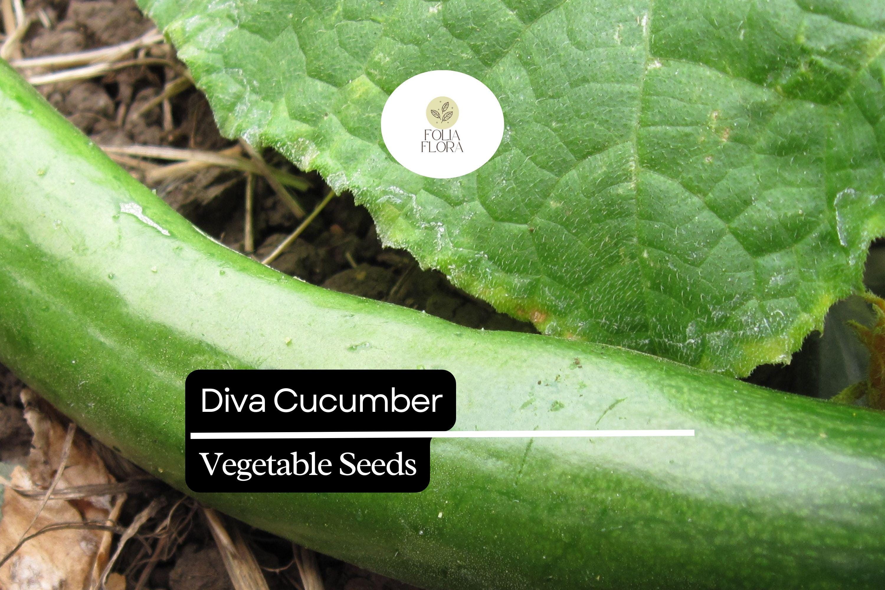 20 Seeds Diva Cucumber (Cucumis sativus) â€“ Sweet, Crisp, and Burpless Variety