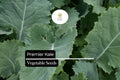 200 Seeds Premier Kale (Brassica oleracea) â€“ Nutritious, Hardy, and Fast-Growing Leafy Green