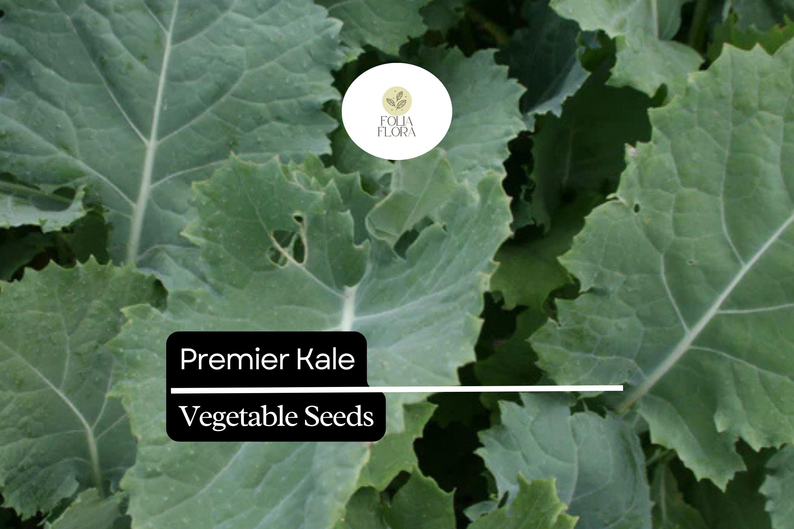 200 Seeds Premier Kale (Brassica oleracea) â€“ Nutritious, Hardy, and Fast-Growing Leafy Green