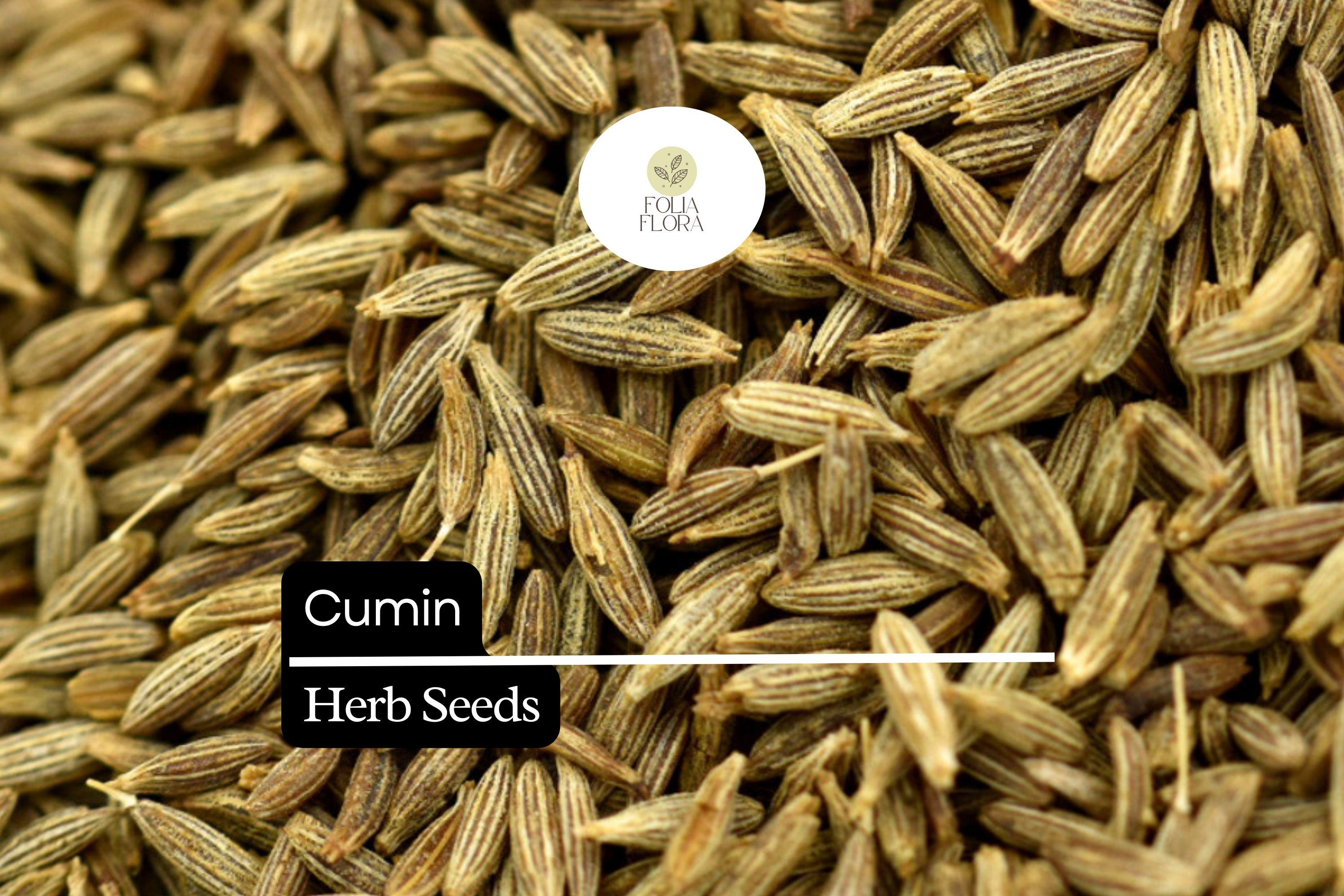 250 Seeds Cumin (Cuminum cyminum) â€“ Aromatic Spice Herb for Cooking