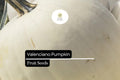 5 Seeds Valenciano Pumpkin (Cucurbita pepo) â€“ Classic White Heirloom Pumpkin for Decoration & Cooking