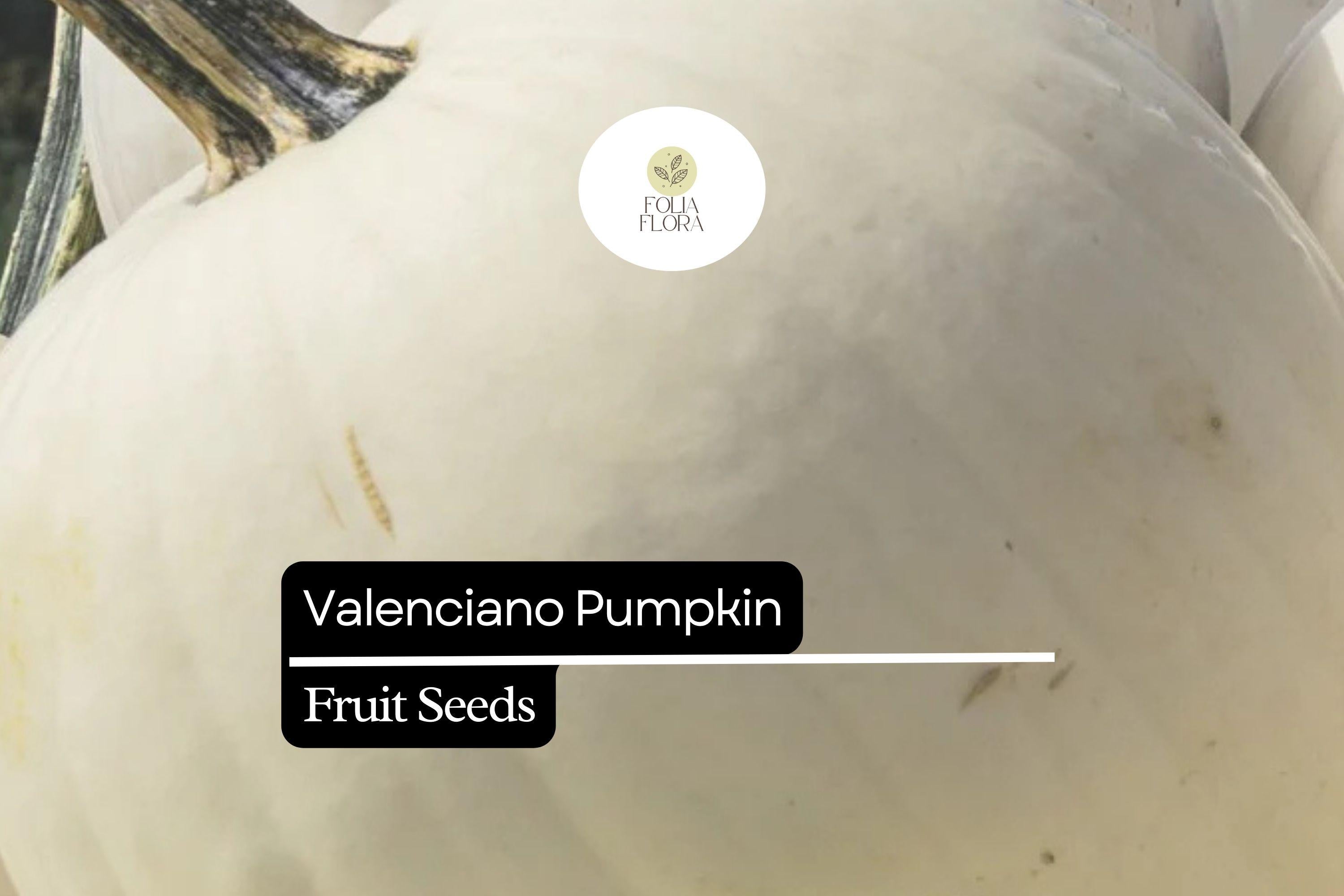 5 Seeds Valenciano Pumpkin (Cucurbita pepo) â€“ Classic White Heirloom Pumpkin for Decoration & Cooking