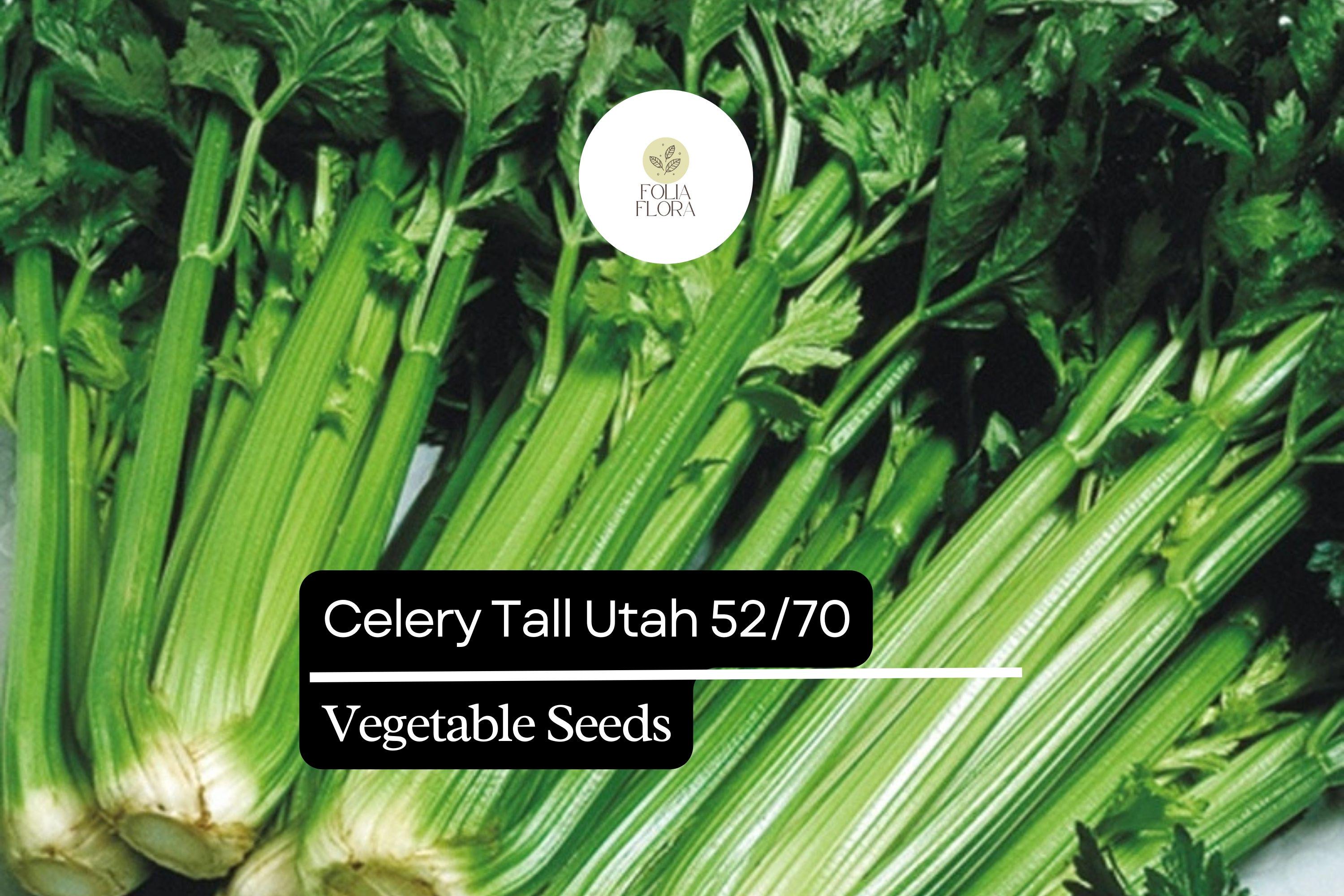 Celery Seeds: Tall Utah Heirloom | Sweet & Crisp, 500 Seeds