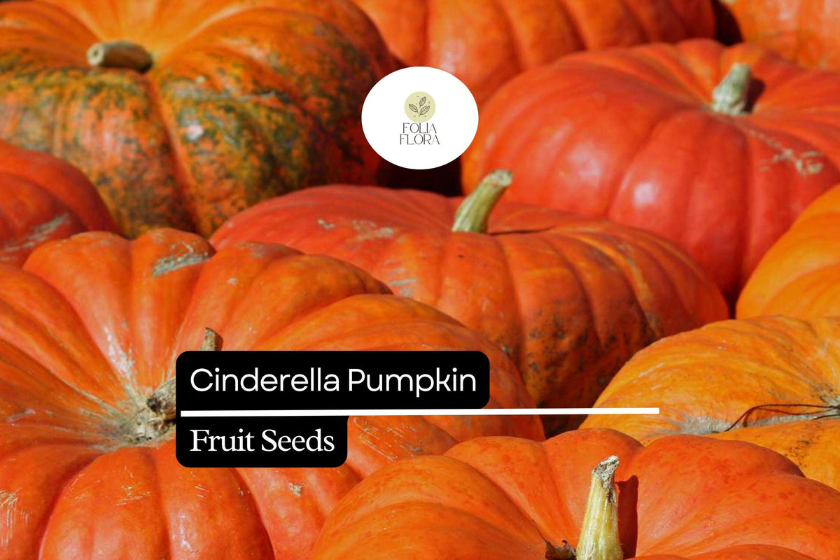 10 Seeds Cinderella Pumpkin (Cucurbita maxima) â€“ Heirloom Rouge Vif d'Etampes Variety