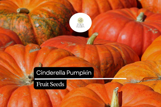 10 Seeds Cinderella Pumpkin (Cucurbita maxima) â€“ Heirloom Rouge Vif d'Etampes Variety