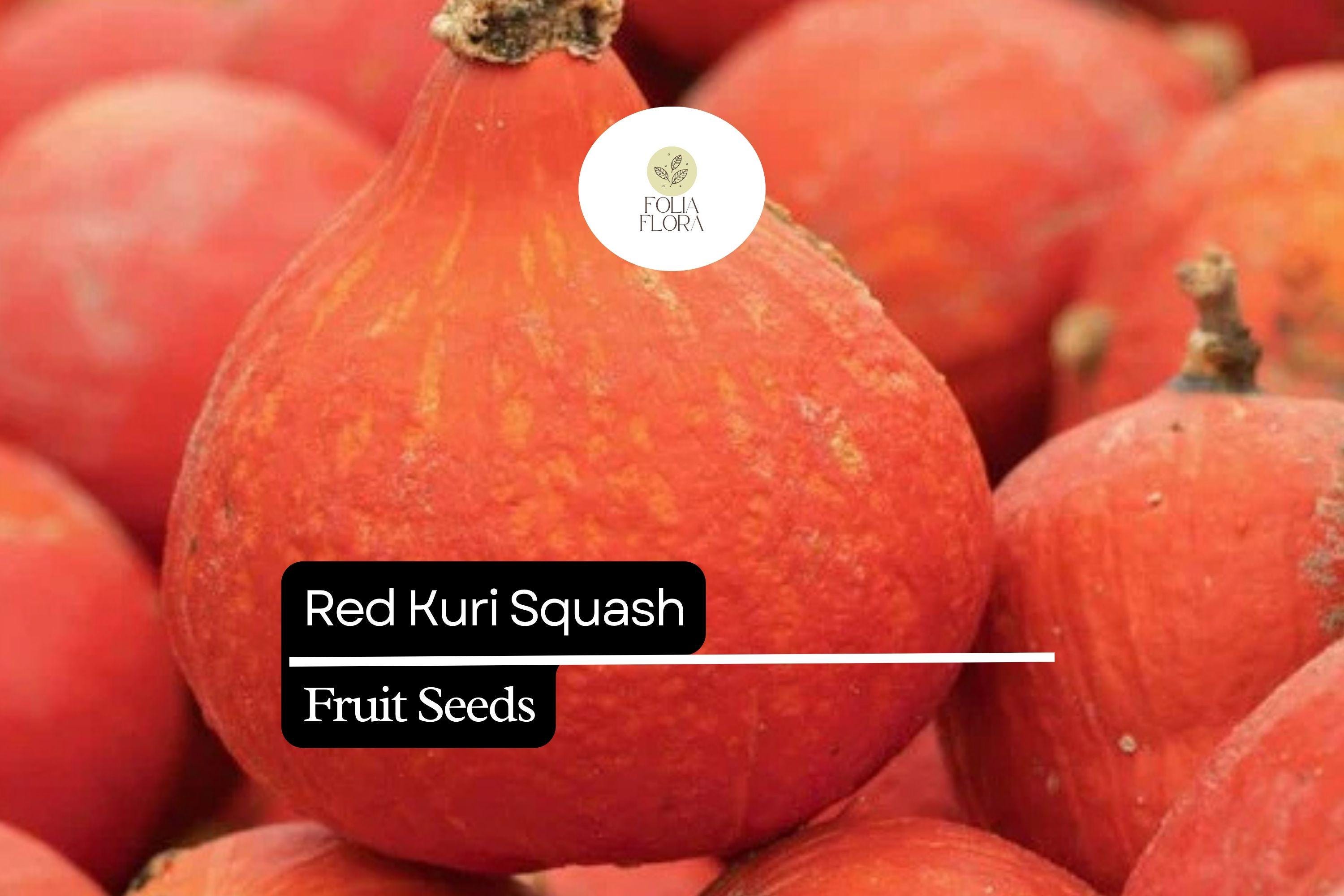 Red Kuri Squash Seeds - Sweet Winter Squash, Hokkaido Pumpkin