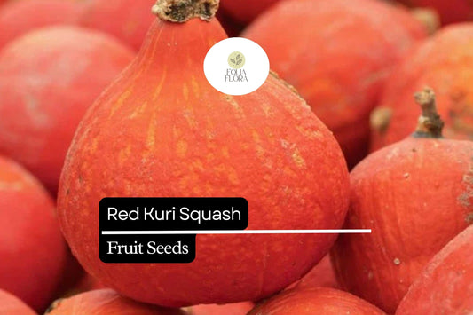 Red Kuri Squash Seeds - Sweet Winter Squash, Hokkaido Pumpkin