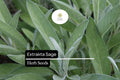 50 Seeds Extrakta Sage (Salvia officinalis) â€“ Aromatic Culinary Herb for Cooking