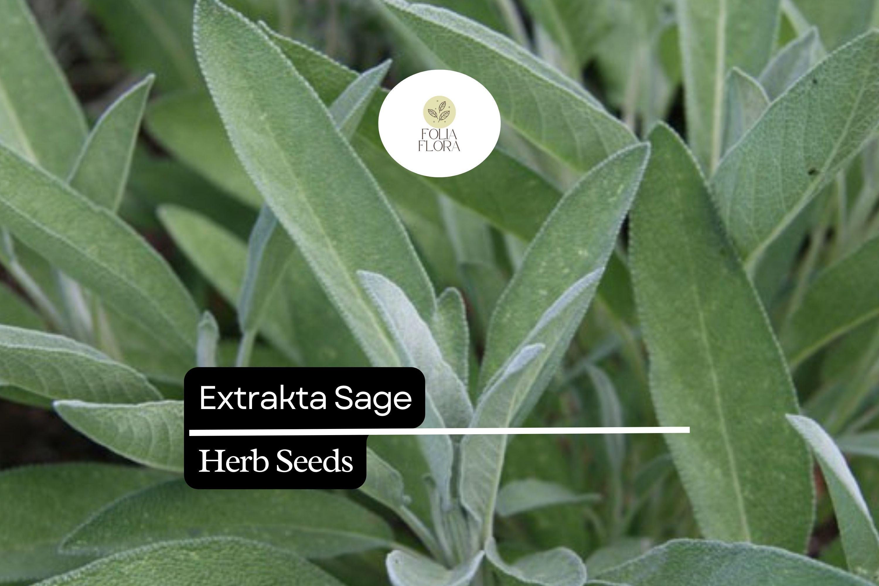 50 Seeds Extrakta Sage (Salvia officinalis) â€“ Aromatic Culinary Herb for Cooking