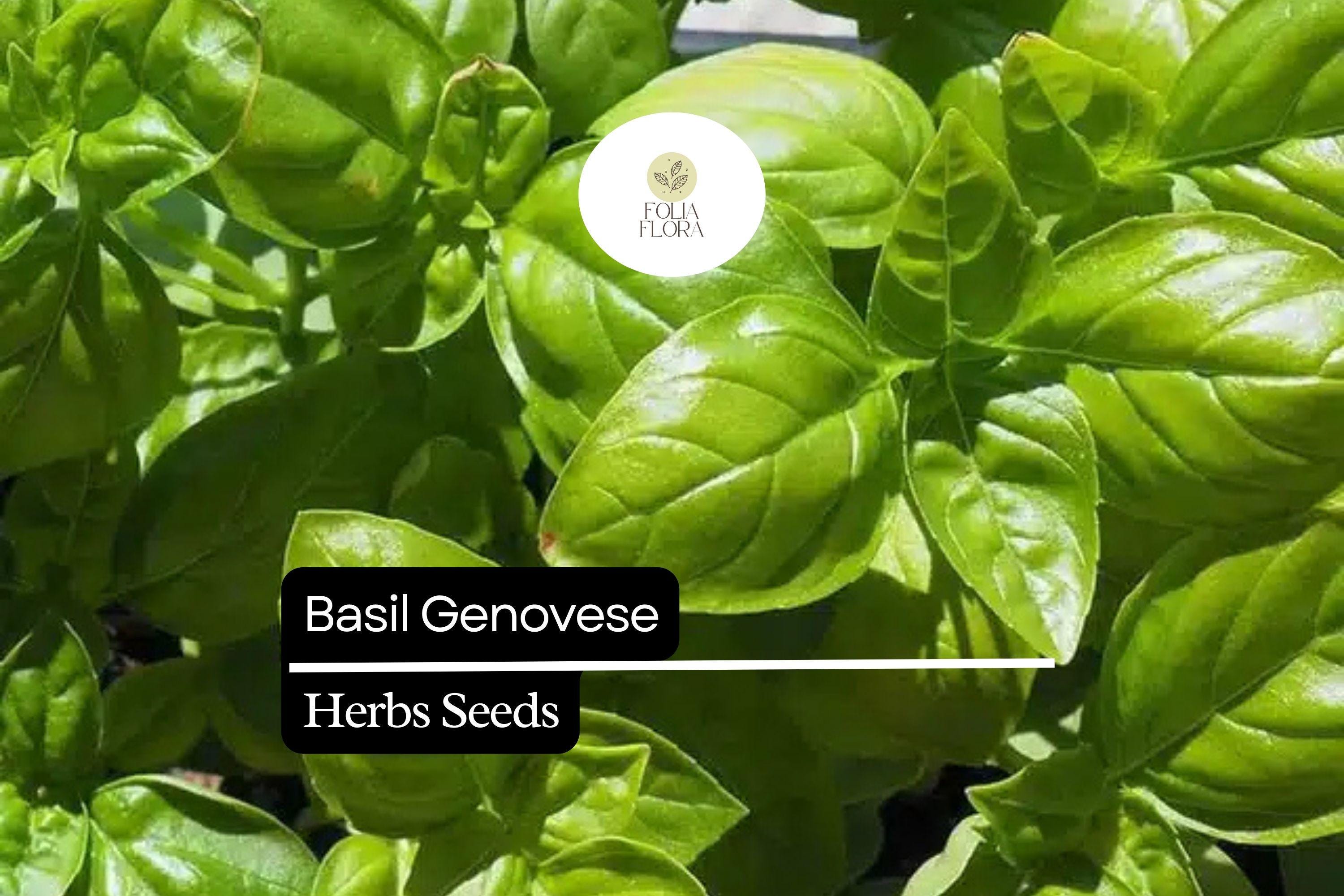4000 Seeds Basil Genovese | Ocimum basilicum | Heirloom, Non-GMO Italian Herb | Aromatic & Flavorful