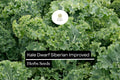 Dwarf Siberian Kale Seeds | Heirloom, Non-GMO, Winter Greens