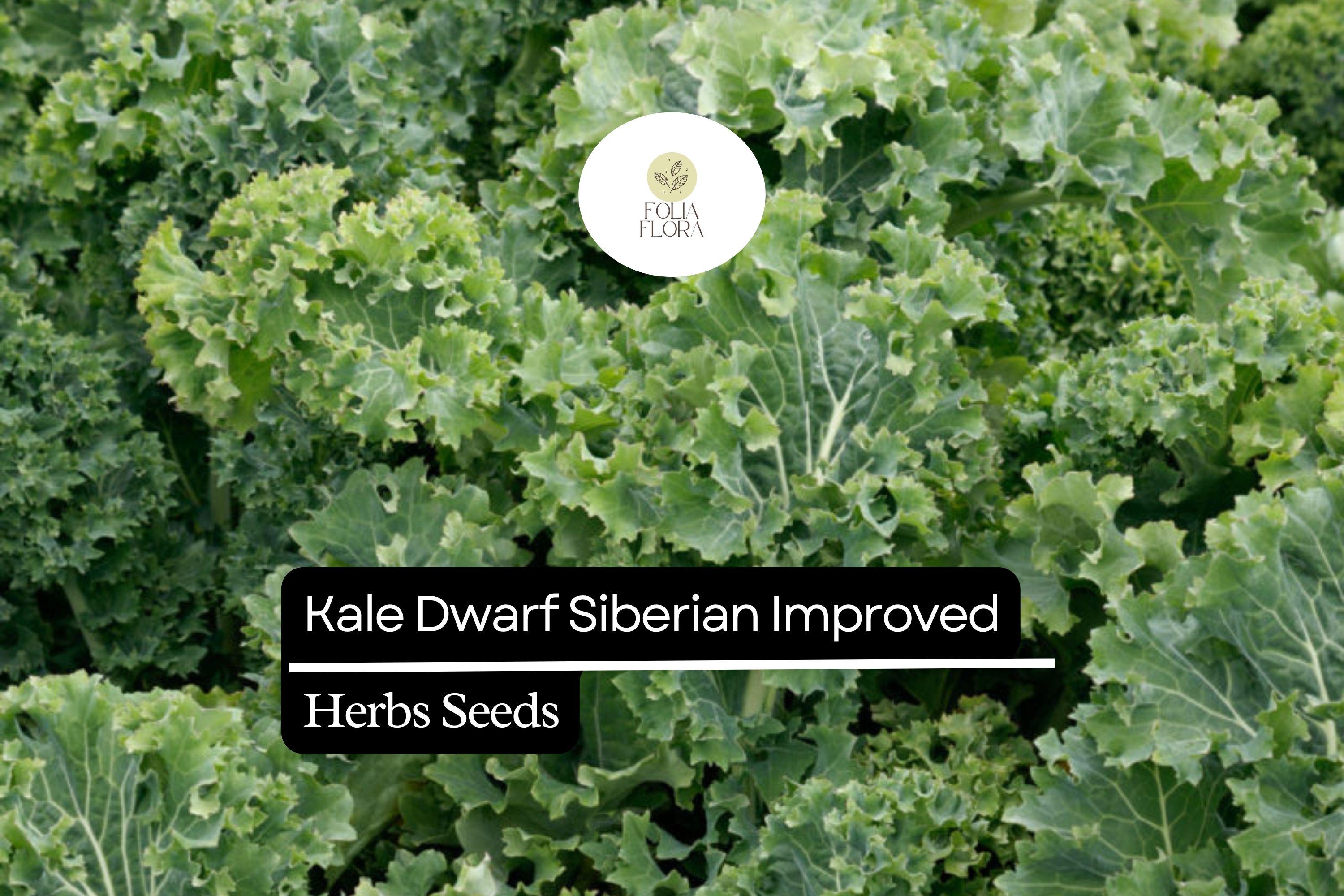 Dwarf Siberian Kale Seeds | Heirloom, Non-GMO, Winter Greens