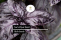 500 Dark Opal Basil Seeds – Aromatic Purple Herb for Cooking & Gardens – Ocimum basilicum