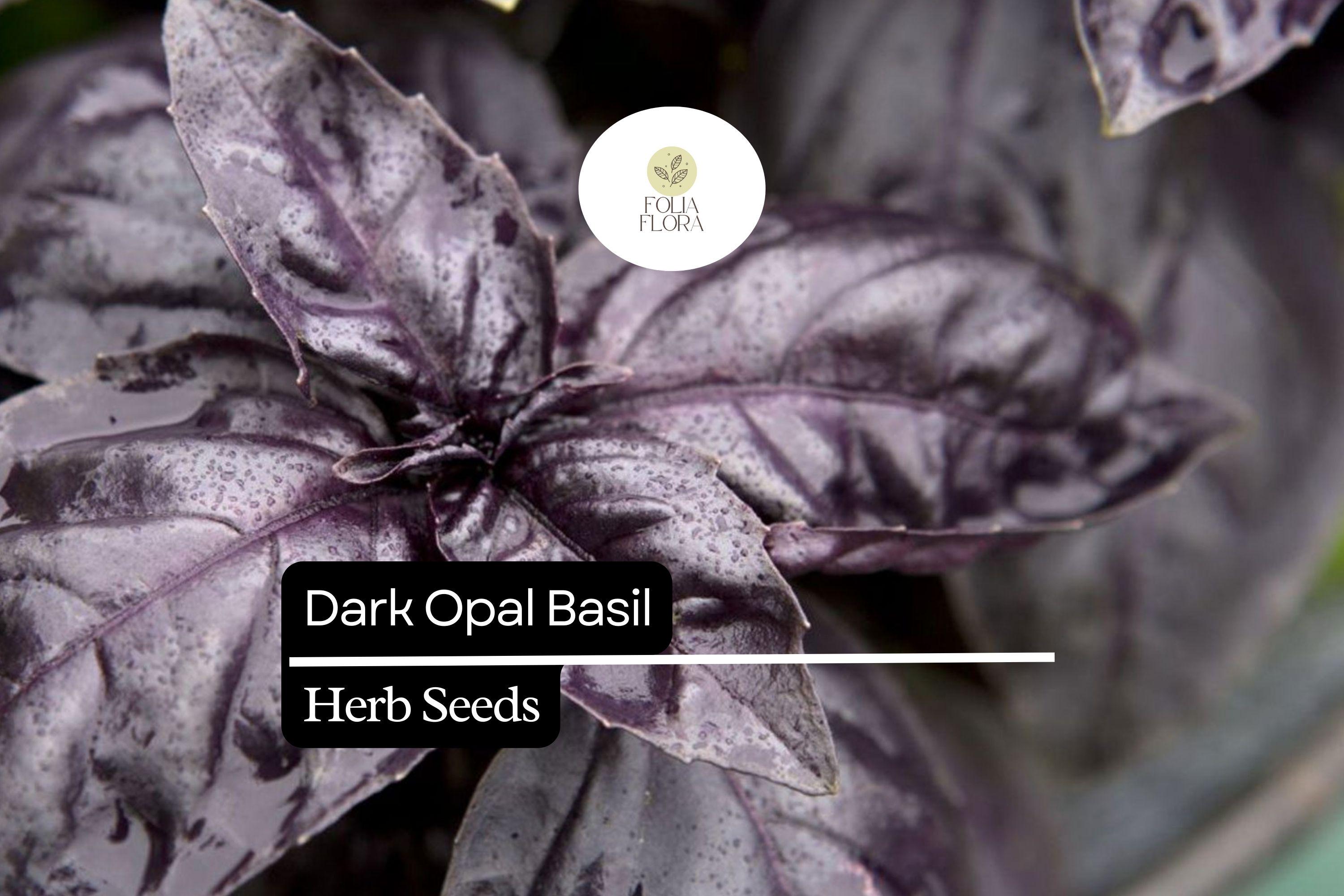 500 Dark Opal Basil Seeds – Aromatic Purple Herb for Cooking & Gardens – Ocimum basilicum