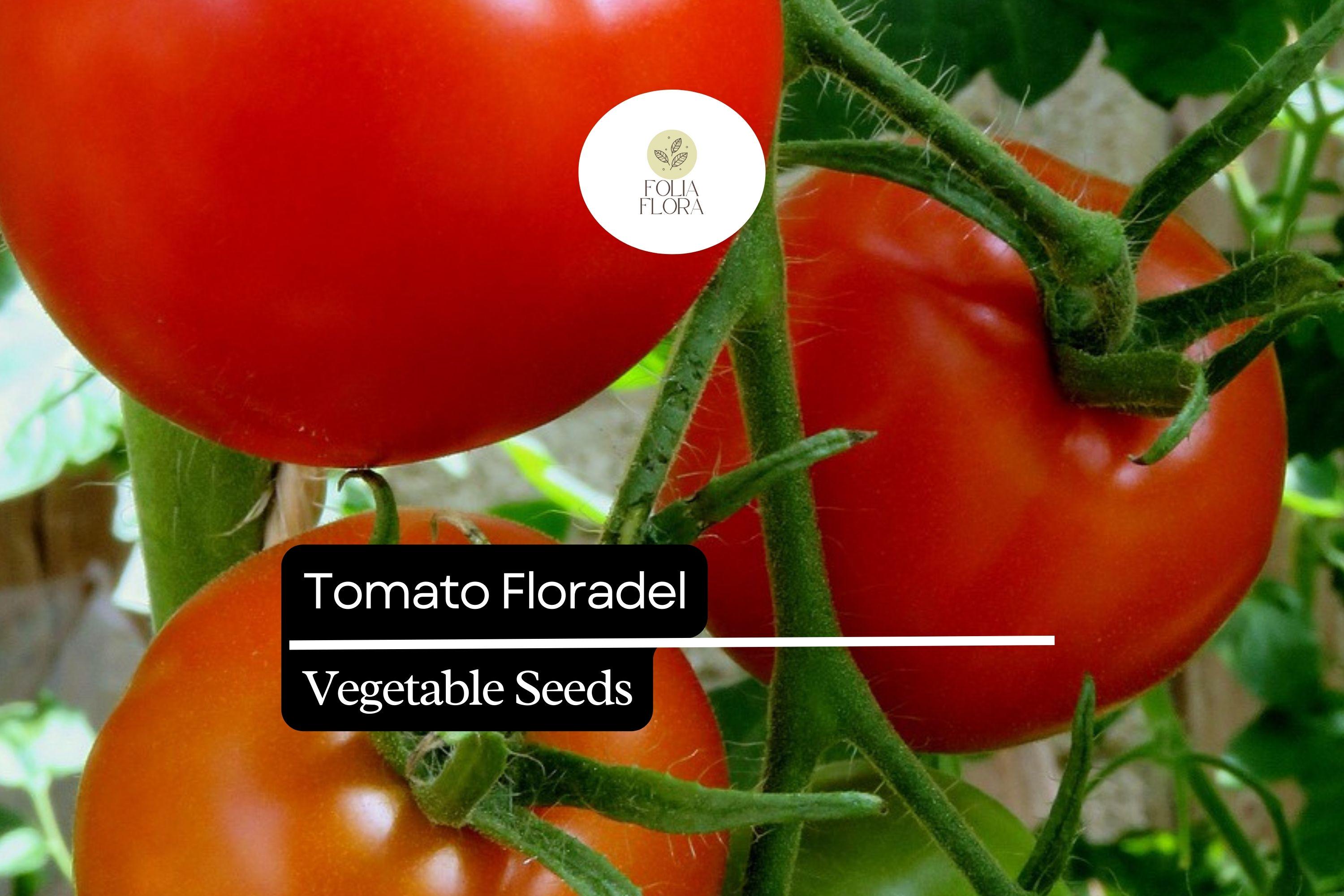 Floradel Tomato Seeds – Heirloom, Large Round Fruits, Non-GMO, Disease-Resistant, Indeterminate, Solanum lycopersicum