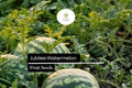 Jubilee Watermelon Seeds | Heirloom, Non-GMO (1g)