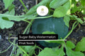 Sugar Baby Watermelon Seeds (1g) | Heirloom, Compact, Easy Growing