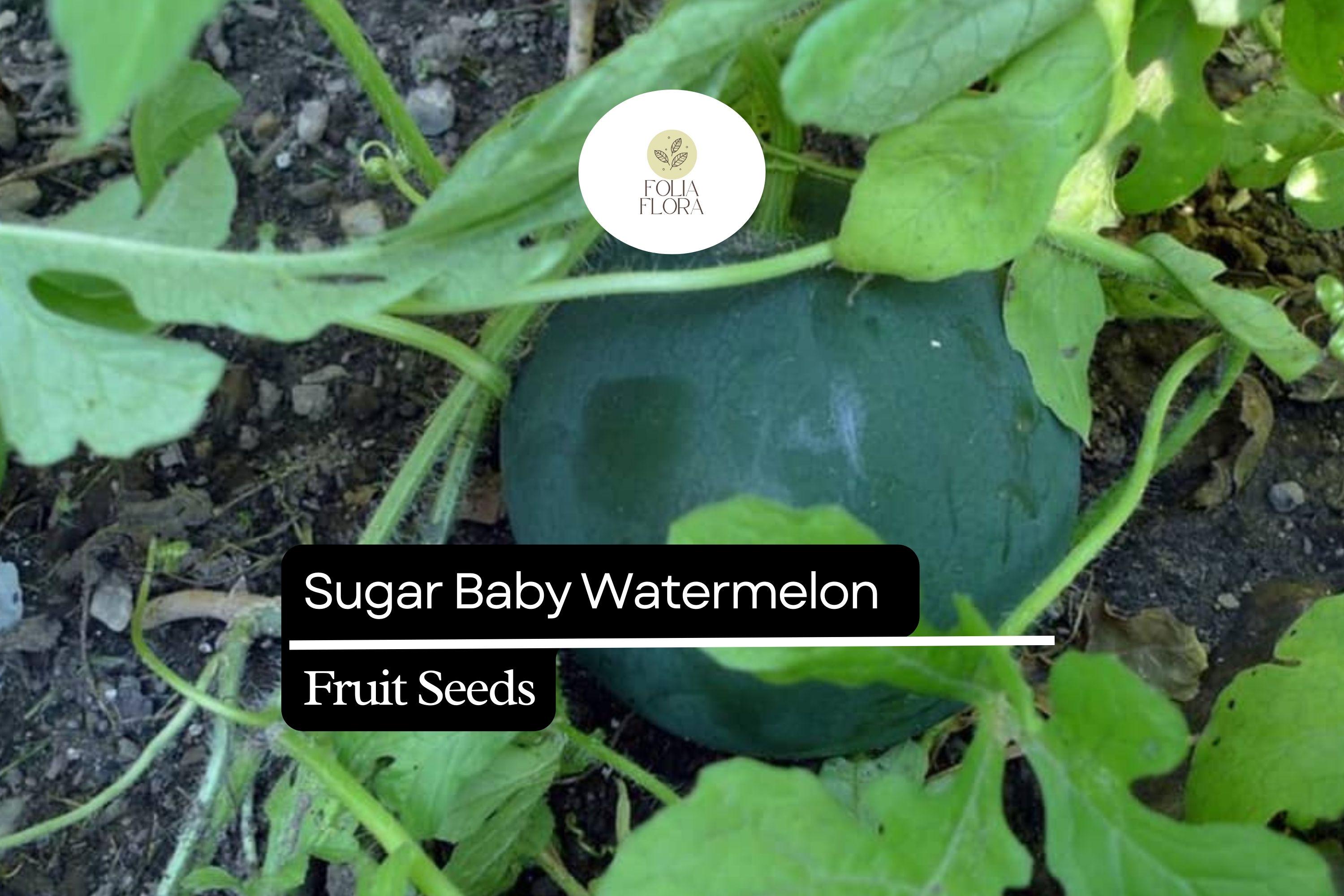 Sugar Baby Watermelon Seeds (1g) | Heirloom, Compact, Easy Growing