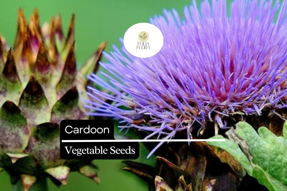 15 Seeds Cardoon, Cynara Cardunculus, Ornamental Edible Perennial with Artichoke Flavor