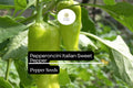Pepperoncini Pepper Seeds | Italian Sweet, Pickling, Non-GMO (250mg)