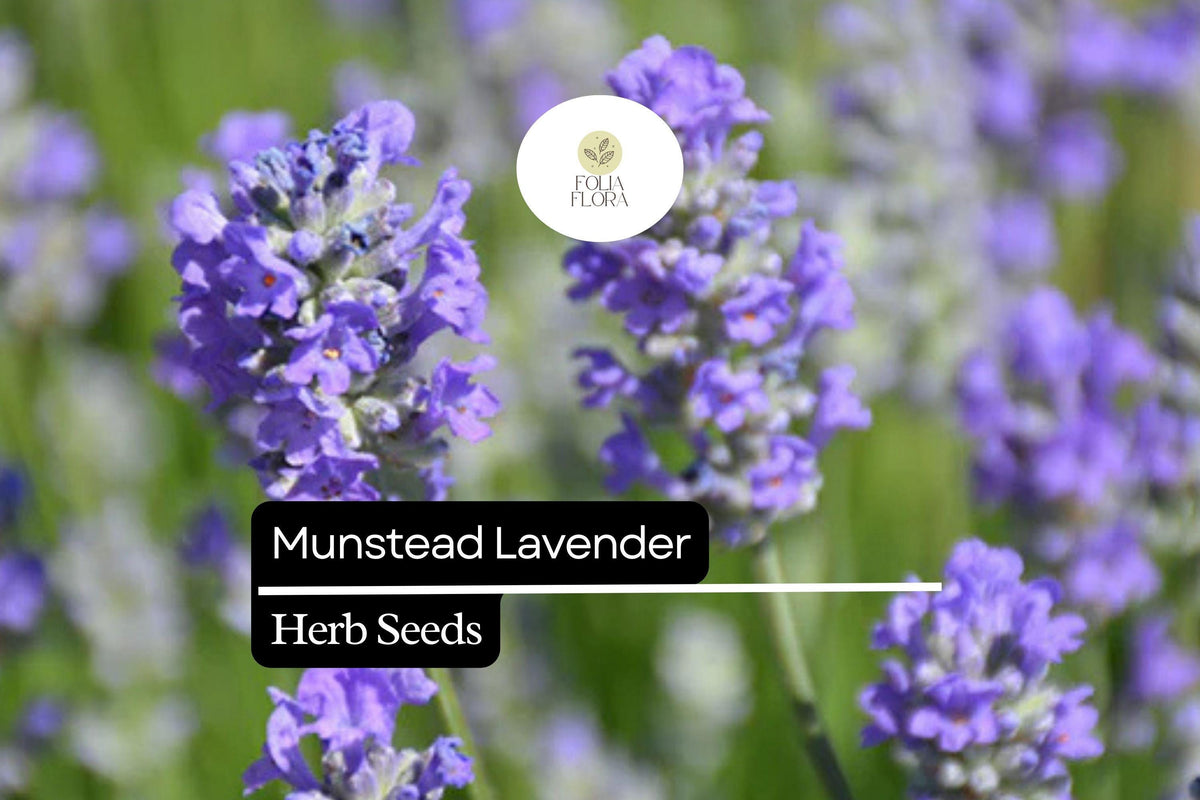 100 Seeds Munstead Lavender (Lavandula angustifolia) â€“ Fragrant, Hardy English Lavender
