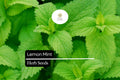 2000 Lemon Mint Herb Seeds, Monarda Citriodora, Culinary Tea, Pollinator Garden