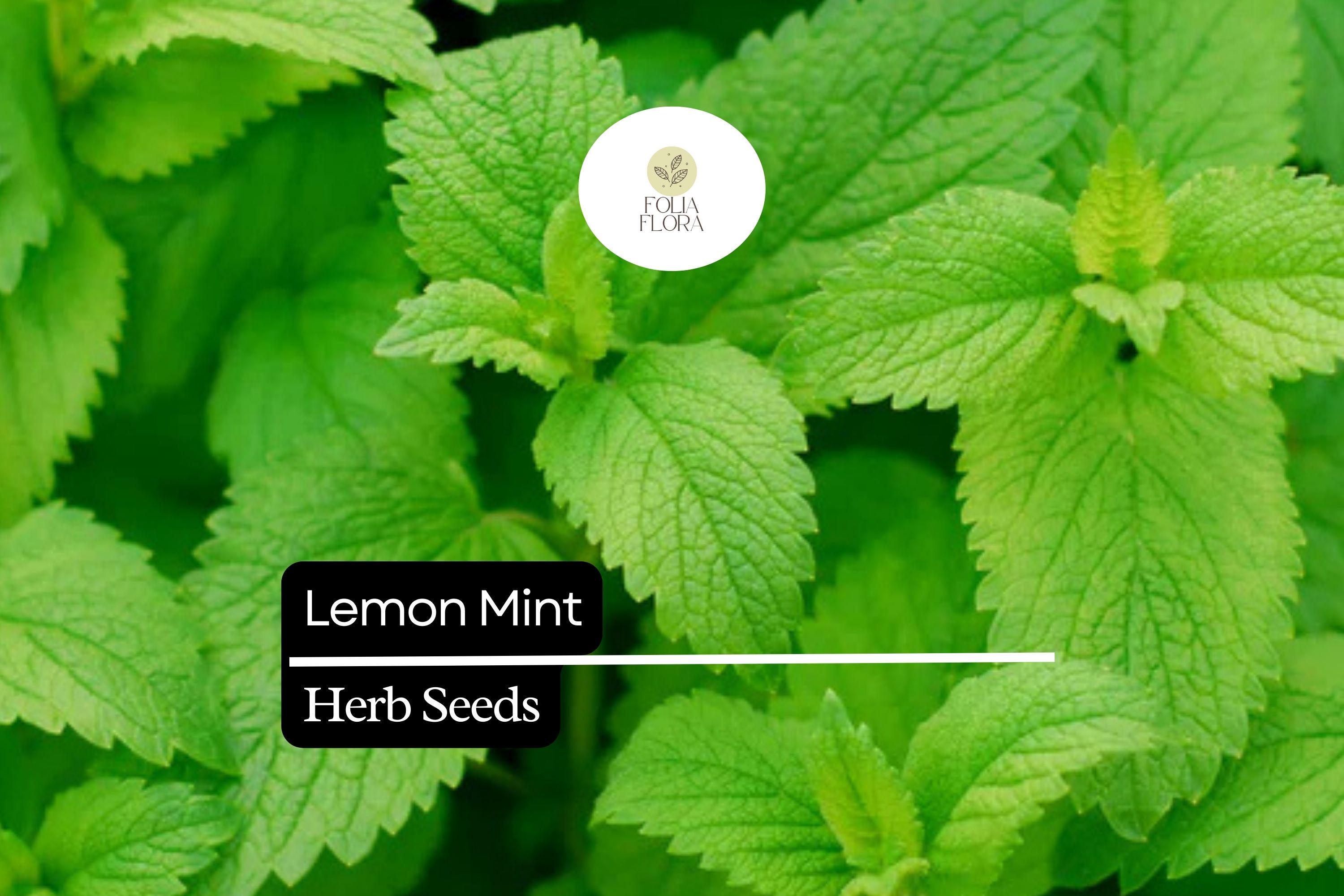 2000 Lemon Mint Herb Seeds, Monarda Citriodora, Culinary Tea, Pollinator Garden
