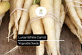 200 Lunar White Carrot Seeds â€“ Heirloom Daucus Carota