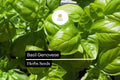 2000 Seeds Basil Genovese | Ocimum basilicum | Heirloom, Non-GMO Italian Herb | Aromatic & Flavorful