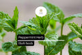 1000 Seeds Peppermint (Mentha Ã— piperita) â€“ Aromatic Herb for Tea, Culinary