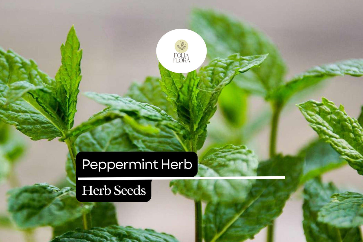 1000 Seeds Peppermint (Mentha Ã— piperita) â€“ Aromatic Herb for Tea, Culinary