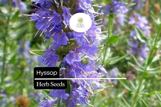600 Seeds Hyssop (Hyssopus officinalis) â€“ Aromatic Herb, Culinary Use, Easy to Grow