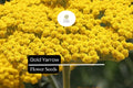 Gold Yarrow (Achillea filipendulina) | 500 - 10,000 Seeds â€“ Drought-Tolerant, Pollinator-Friendly Flower