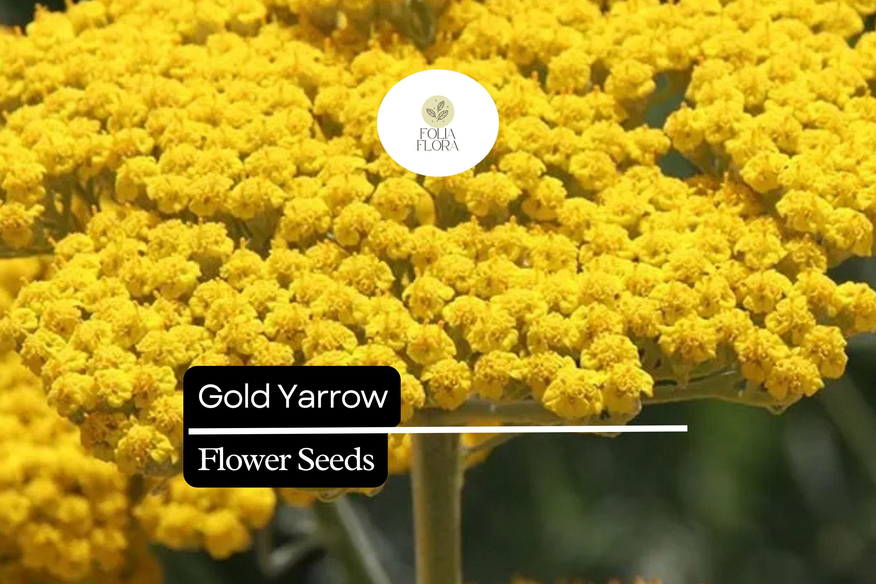 Gold Yarrow (Achillea filipendulina) | 500 - 10,000 Seeds â€“ Drought-Tolerant, Pollinator-Friendly Flower