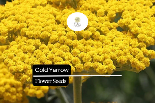 Gold Yarrow (Achillea filipendulina) | 500 - 10,000 Seeds â€“ Drought-Tolerant, Pollinator-Friendly Flower