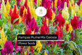 Pampas Plume Mix Celosia (Celosia argentea) | 50-1000 Seeds â€“ Colorful Feathery Plumes for Vibrant Gardens