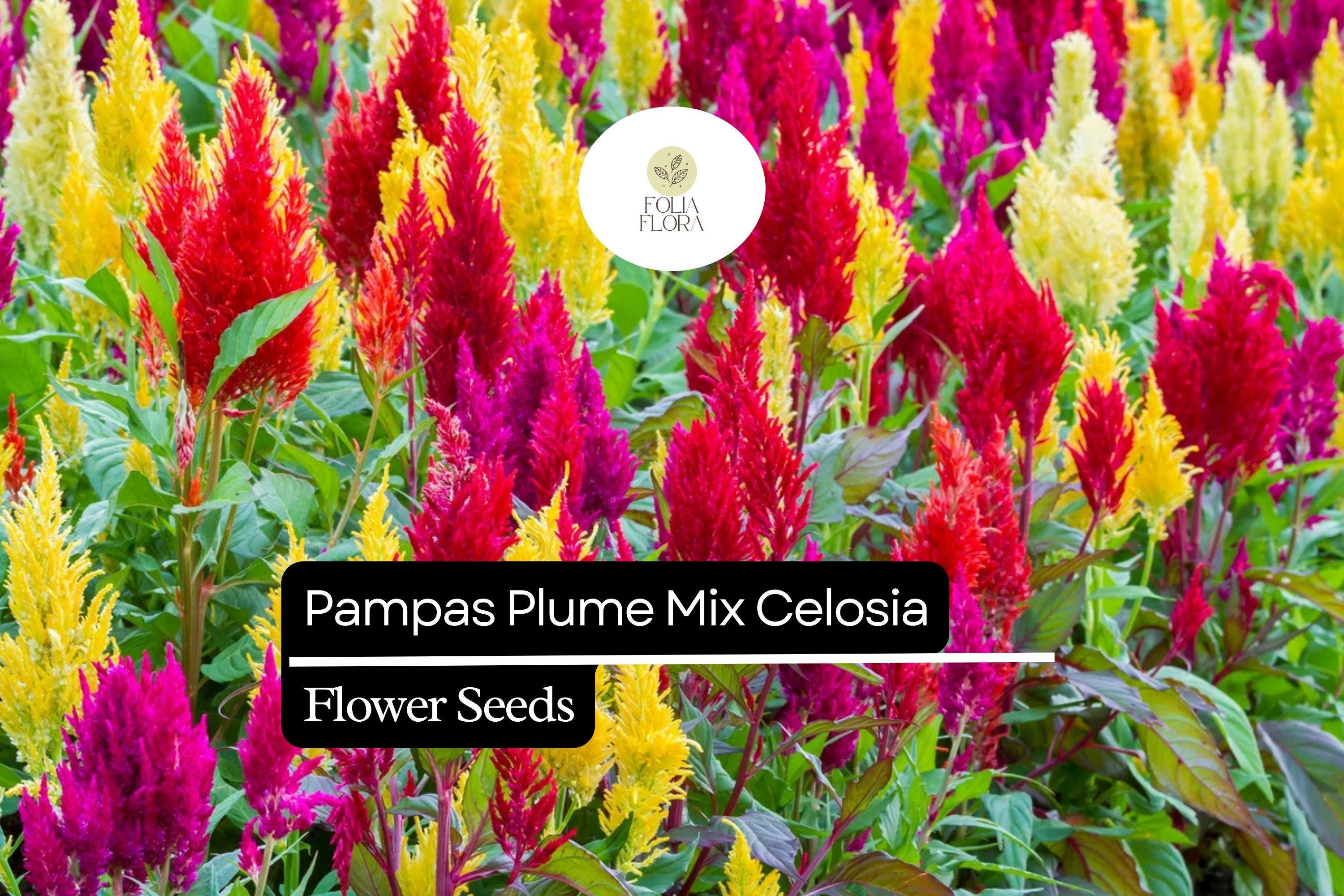 Pampas Plume Mix Celosia (Celosia argentea) | 50-1000 Seeds â€“ Colorful Feathery Plumes for Vibrant Gardens