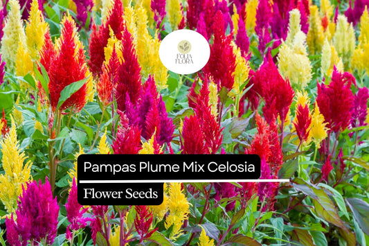 Pampas Plume Mix Celosia (Celosia argentea) | 50-1000 Seeds â€“ Colorful Feathery Plumes for Vibrant Gardens