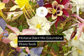 McKana Giant Columbine Seeds | Aquilegia caerulea, Long-Lasting Blooms