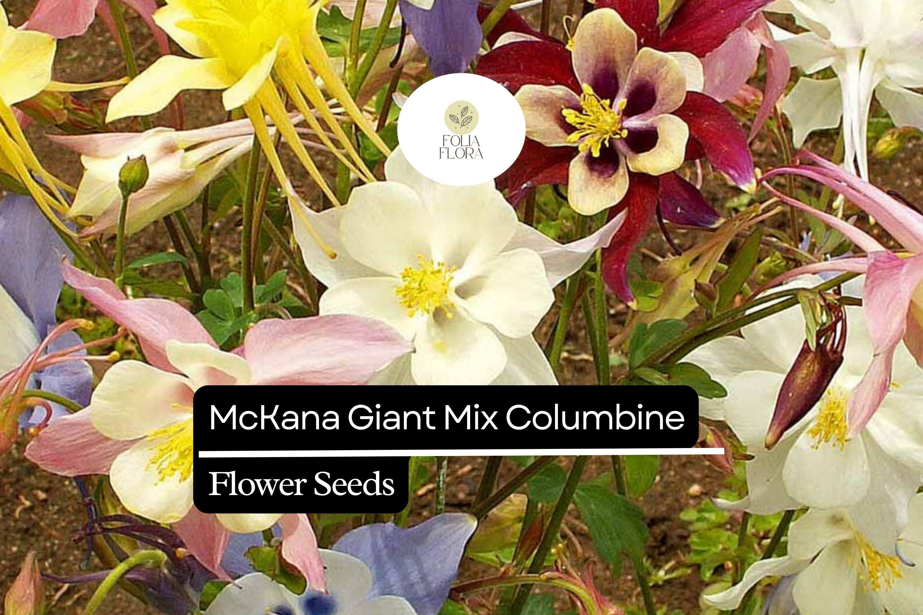 McKana Giant Columbine Seeds | Aquilegia caerulea, Long-Lasting Blooms
