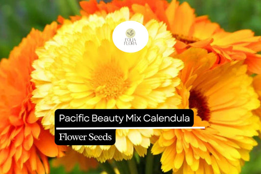 Pacific Beauty Mix Calendula (Calendula officinalis) | 50-1000 Seeds â€“ Bright, Vibrant Blooms for Gardens