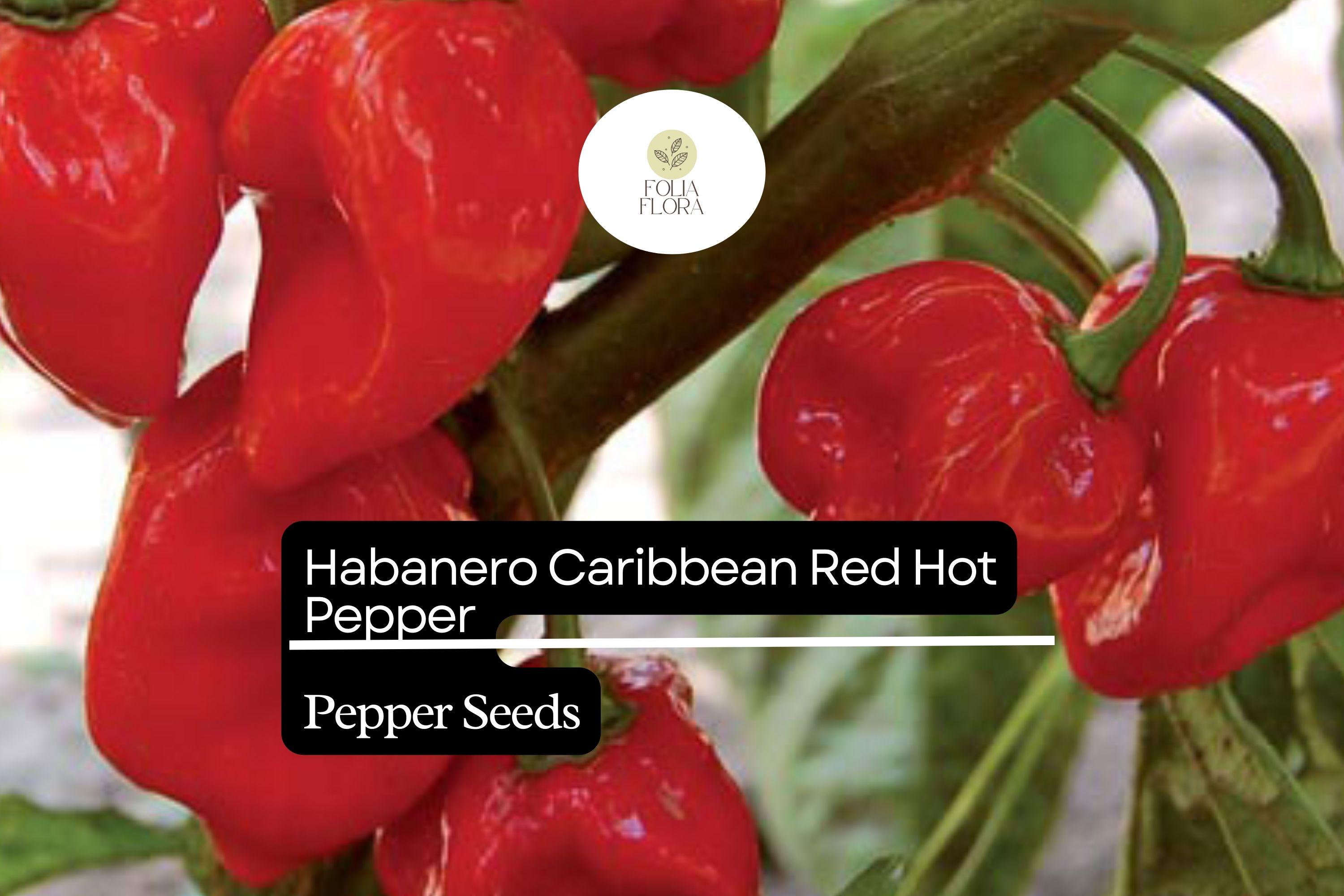 Caribbean Red Habanero Pepper Seeds | Spicy, High Yield (250mg)