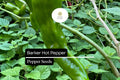 Barker Hot Pepper Seeds | New Mexican Chili, Heirloom, Non-GMO