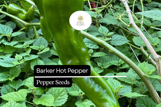 Barker Hot Pepper Seeds | New Mexican Chili, Heirloom, Non-GMO