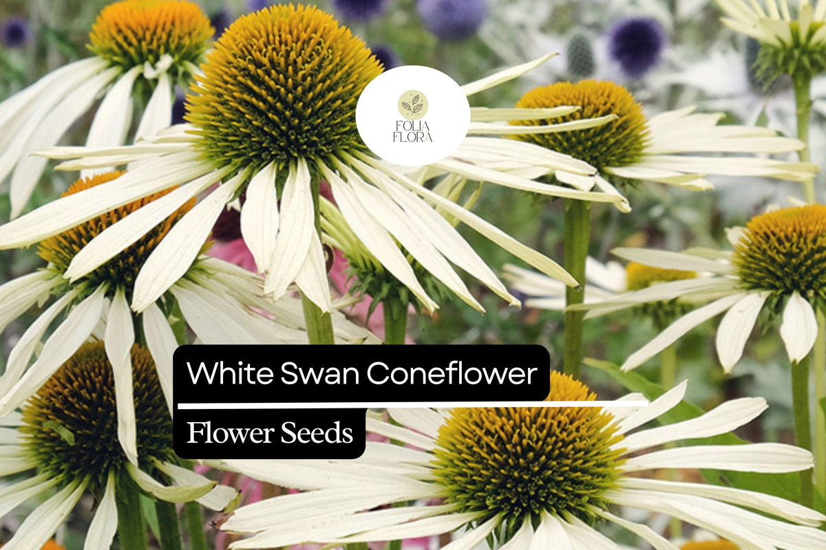 White Swan Coneflower Seeds | Echinacea Purpurea, Pollinator-Friendly
