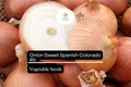 Sweet Spanish Onion Seeds | Non-GMO Allium cepa, Colorado #6
