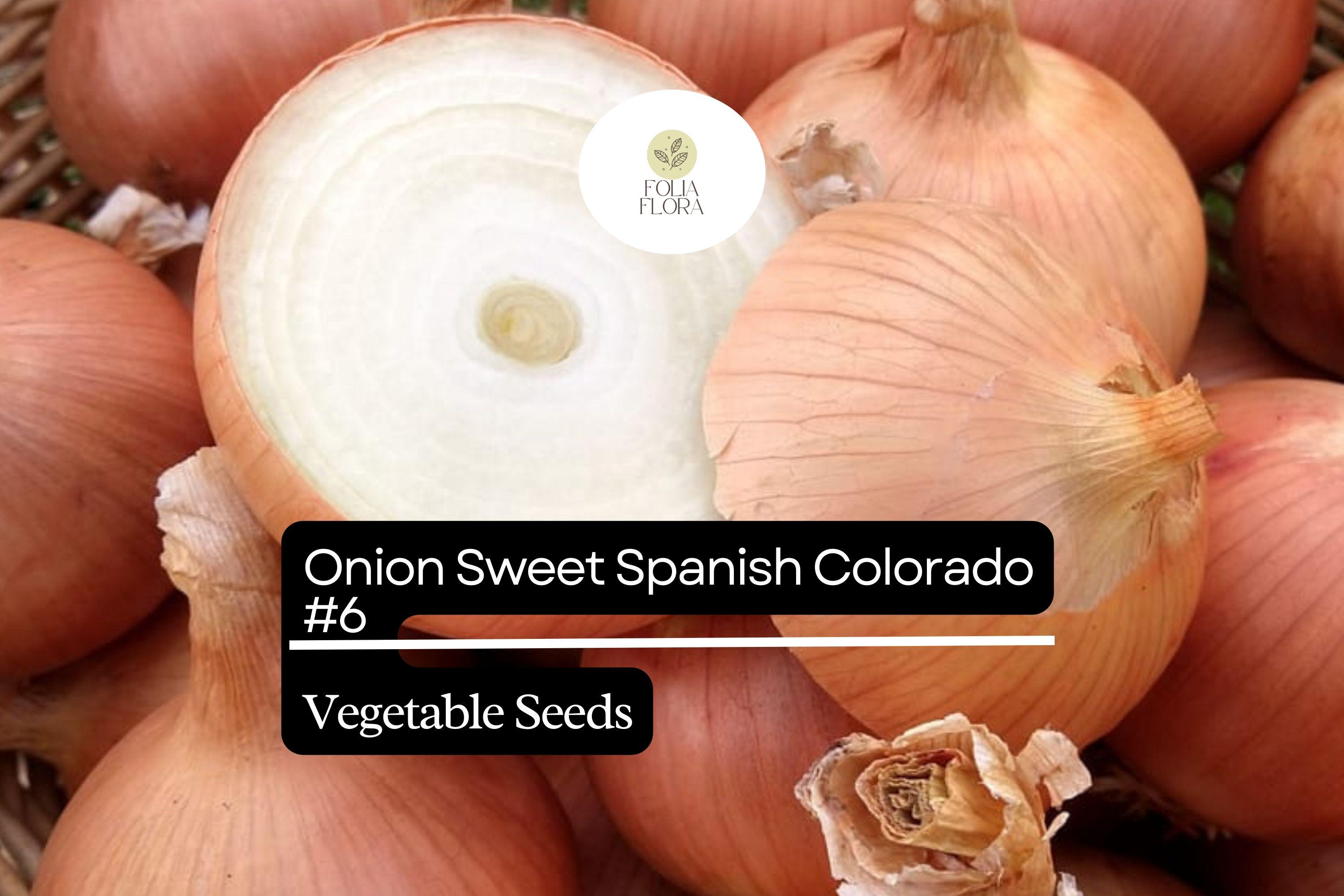 Sweet Spanish Onion Seeds | Non-GMO Allium cepa, Colorado #6