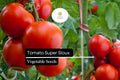 Super Sioux Tomato Seeds | Heat Tolerant Heirloom, Rich Flavor