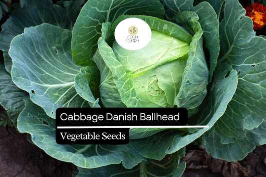 Danish Ballhead Cabbage Seeds | Heirloom, Cold-Hardy (1g)